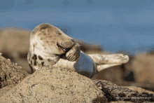 a seal laying on a rock with a caption that says waiting for the comedy awards