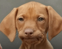 a brown puppy is looking at the camera with a funny face