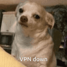 a small white dog with the words vpn down written on the bottom