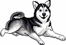 a husky dog is laying down and smiling in a pixel art .