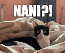 a black and white cat laying on a bed under a blanket with the words nani written above it