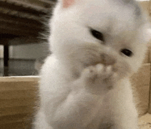 a white kitten is licking its paws while sitting on a wooden table .