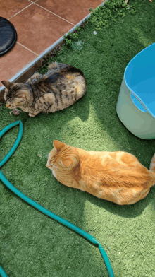 two cats are laying on the grass next to a blue bowl of water