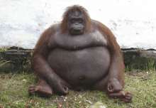 a large brown monkey sitting in the grass with a white wall in the background