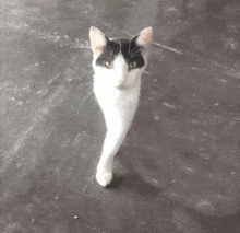 a black and white cat is standing on a gray surface