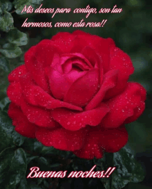 a red rose with the words mis deseos para contigo son tan hermosos