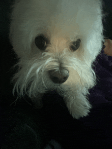 a close up of a white dog 's face with a purple blanket in the background