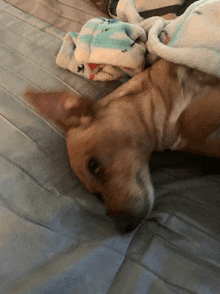 a dog laying on a bed with a blanket that says ' x ' on it