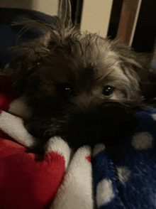 a small dog laying on a red white and blue blanket looking at the camera