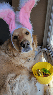 a dog wearing bunny ears is laying next to a yellow basket