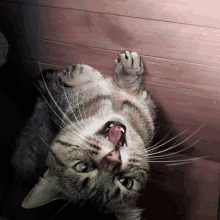 a cat laying upside down with its mouth open and its tongue out