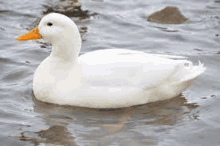 a white duck with a yellow beak is swimming in a body of water .