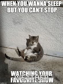 a cat is sitting on the ground in front of a wall and watching a tv show .