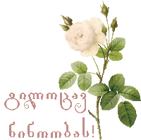 a white rose with green leaves is on a white background with a greeting in a foreign language