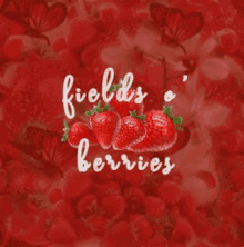 a bunch of red strawberries with the words fields berries