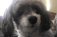 a close up of a dog 's face with a blurry background