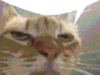 a close up of a cat 's face with a speech bubble above it