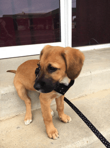 a brown and black puppy on a leash standing on a set of stairs