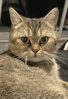 a close up of a cat 's face with a black background