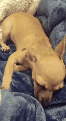 a small dog laying down on a blue blanket