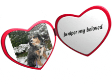 a picture of a dog in the snow with the words juniper my beloved