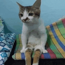 a white and brown cat is sitting on a colorful blanket on a bed .