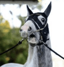 a close up of a horse wearing a black bridle and a black hood .