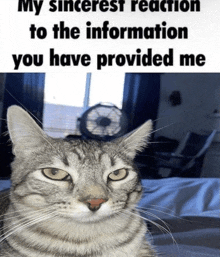 a cat sitting on a bed with the words " my sincerest reaction to the information you have provided me " written above it