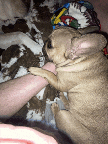 a dog laying on a blanket with its paw on a person 's leg