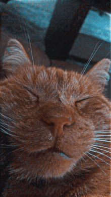 a close up of an orange cat sleeping with its eyes closed