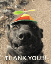 a dog wearing a hat with a propeller on top and the words thank you below it