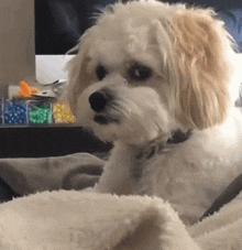 a small white dog is laying on a blanket in front of a computer monitor