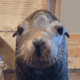 a close up of a seal 's face in front of a sign that says ' united states ' on it