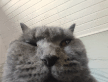 a close up of a gray cat 's face with a white wall in the background