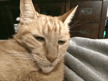 a close up of a cat laying on a blanket looking at the camera