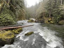 a river flowing through a lush green forest with trees and rocks