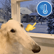 a dog looking out a window with a thermometer in the circle