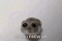 a hamster says mom i frew up in front of it