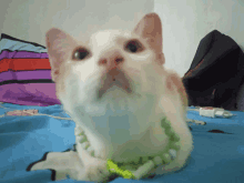 a white cat wearing a green necklace is laying on a blue blanket