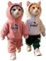 two cats wearing puma sweatshirts are walking together