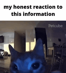 a cat looking at the camera with a caption that says my honest reaction to this information