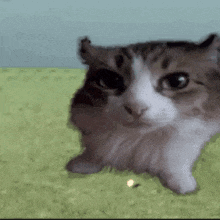 a brown and white cat is standing on a green carpet .