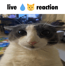 a cat is looking at the camera with the words live reaction above it