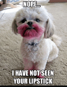 a small dog with pink lipstick on its face