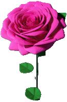 a pink rose with a green stem and leaves