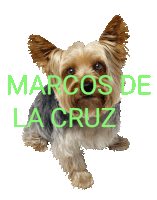 a picture of a small dog with the name marcos de la cruz written above it