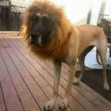 a dog with a lion mane on its head standing on a wooden deck .