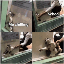 a collage of four pictures of a cat with the caption me chilling and school