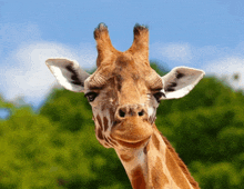 a close up of a giraffe 's face looking at the camera