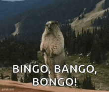 a groundhog standing on its hind legs with the words bingo bango bongo written below it